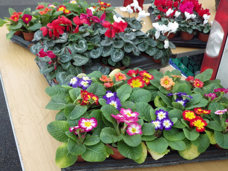 [Error! Image IMGP6158.JPG is not available.]